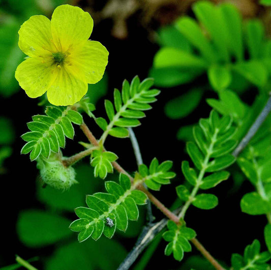 Tribulus Terrestris for Men